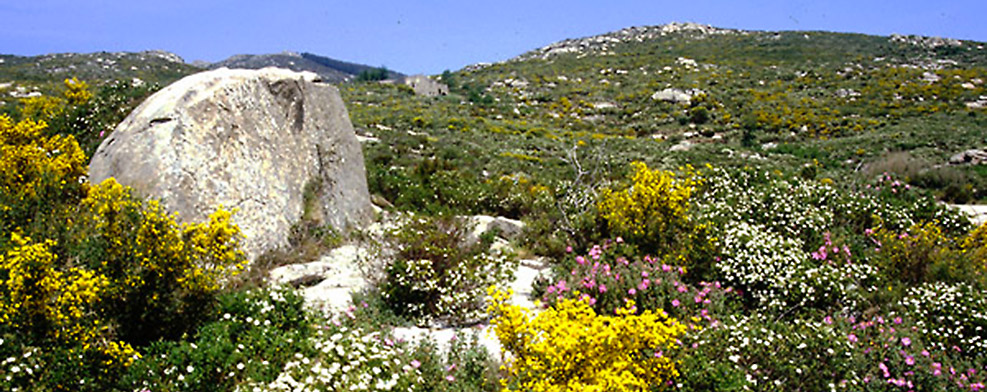 Elba Island, the mountains at Seccheto